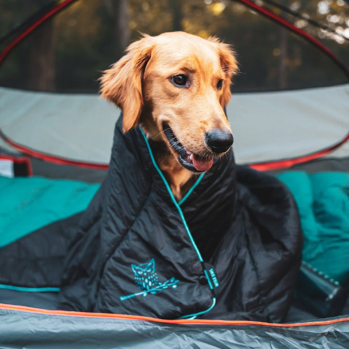 Dog wrapped up in a camping blanket outside.